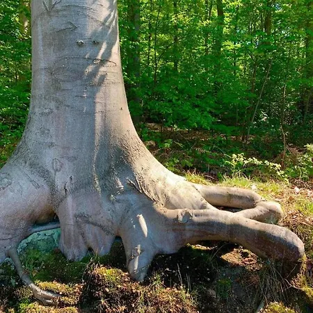 Haus Oberkirchen Naehe Winterberg Bis 20 P