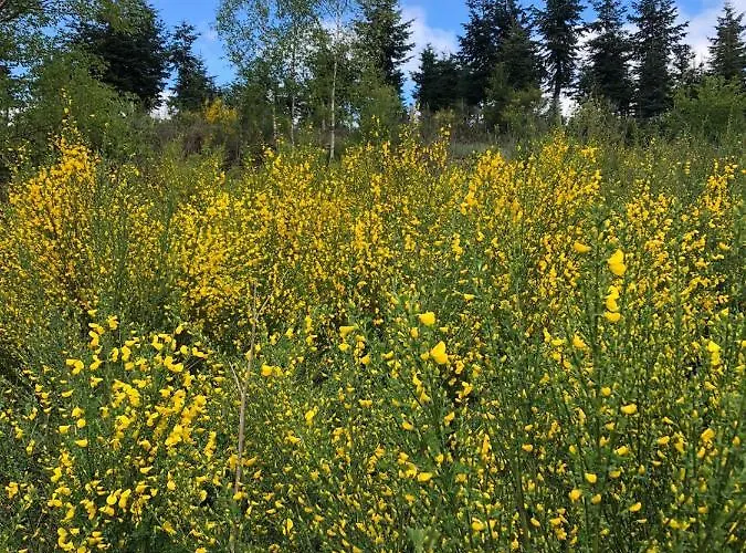 Haus Oberkirchen Naehe Winterberg Bis 20 P Apartamento
