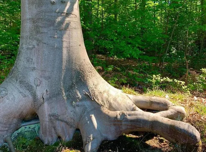 Haus Oberkirchen Naehe Winterberg Bis 20 P