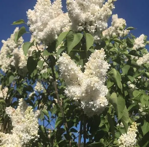 Haus Oberkirchen Naehe Winterberg Bis 20 P * Schmallenberg